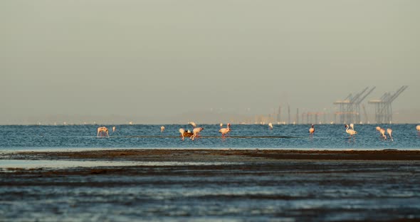 Flock of amazing wild flamingos walking in the water near the shore, Namibia, 4k alt