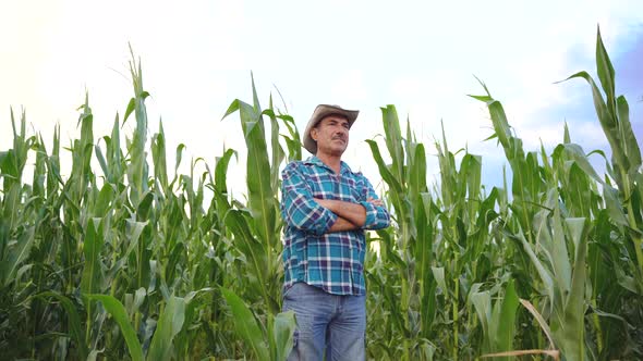 Senior Farmer Standing in Corn Field Examining Crop at Sunset alt