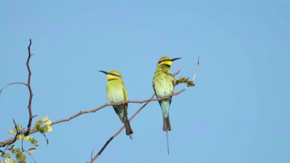 two rainbow bee-eaters on a perch at marlgu billabong alt