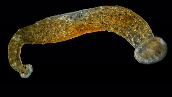 Leech Hirudinea, Baicalobdella Torquata Under a Microscope, Family Piscicolidae alt