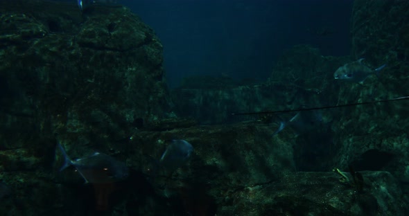 VideoHive Aquarium Fishes 20401966 VideoHive Aquarium Fishes 20401966