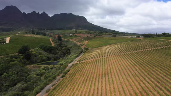 Aerial View of Beautiful Vineyards at Stellenbosch Region
