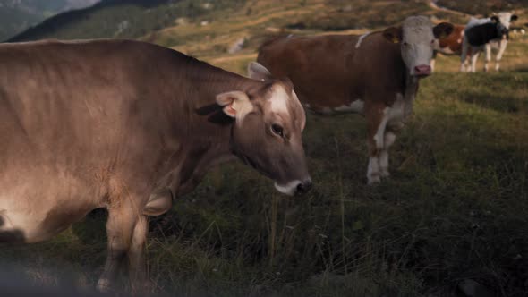 Closeup portrait of a cow in Val Gardena, Dolomites, Italy. Group of cows or calves pasture in a fie alt