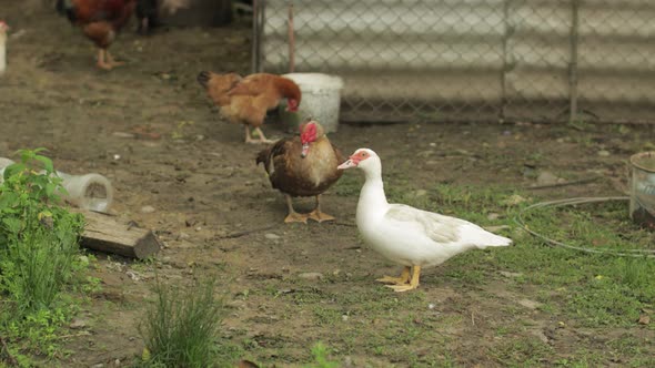 Domestic White and Brown Duck and Rooster Walk on the Ground. Background of Old Farm. Search of Food alt