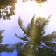 Storm Palms Under Clear 2 Day Sky - VideoHive Item for Sale