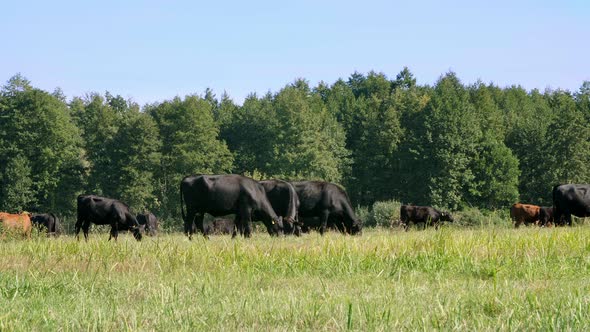 in Meadow on Farm Big Black Pedigree Breeding Cows Bulls are Grazing alt