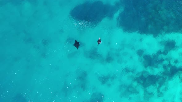 Two Fiji Reef Manta Rays swimming at surface in tropical blue water, aerial shot alt