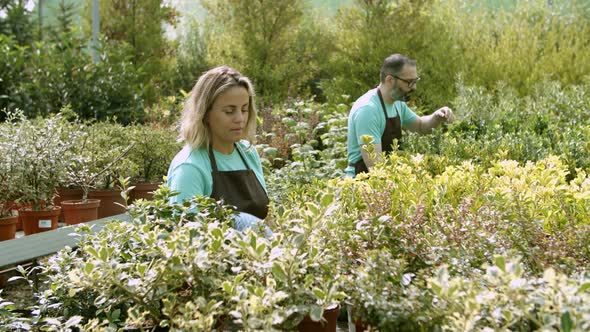 Two Greenhouse Florists Examining Houseplants in Pots alt