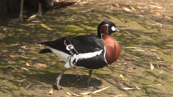 The red-breasted goose