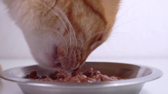 Red Cat Bowl Food Close-up