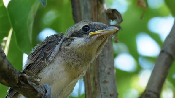 Nestling Sitting on a Tree Branch in Green Forest. Muzzle of Bird or Chick alt