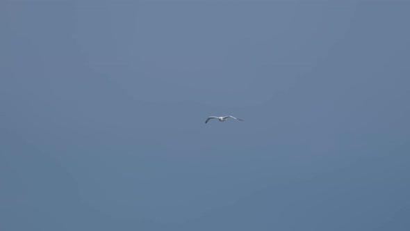 Seagull Fly Sky