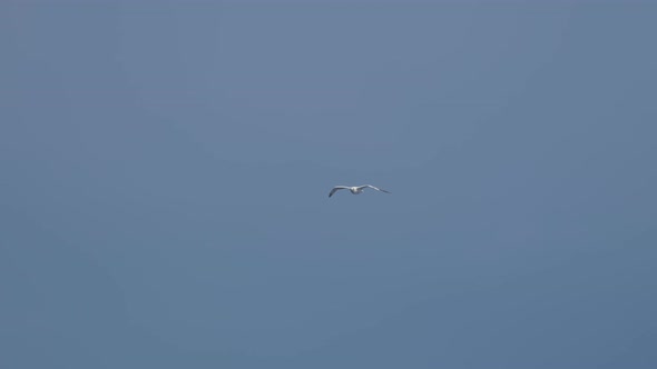 Seagull Fly Sky alt