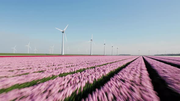 Dutch Red And Pink Tulips On Field With Wind Turbines Generating Renewable Energy On A Wind Farm.- a alt