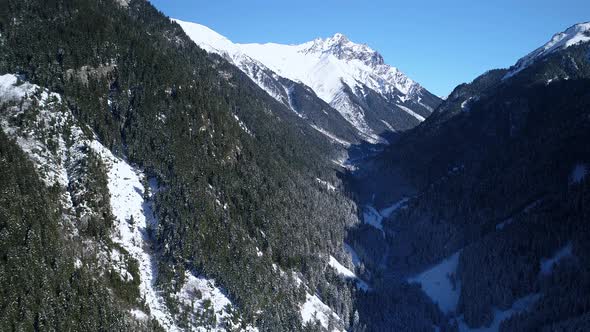 Pine Forest Mountain alt