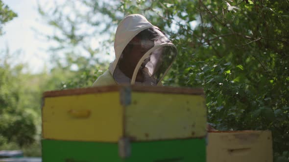 beekeepers working on bee hives - field work of honey production alt