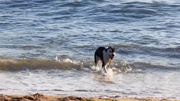 Man playing fetch with his dog on the beach at sunset., Stock Footage