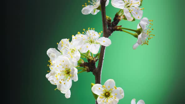 Time Lapse of Blossoming Apple Tree Branch on Green Background