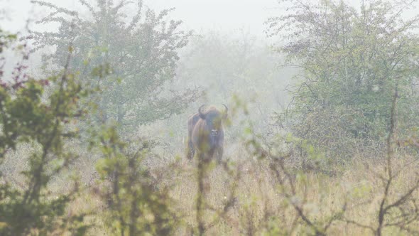 European bison bull looking into the camera,eating leaves,fog,Czechia. alt