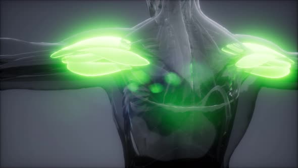 Deltoid - Visible Muscle Anatomy Map alt