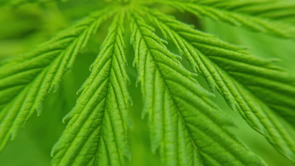 Cannabis Green Plant