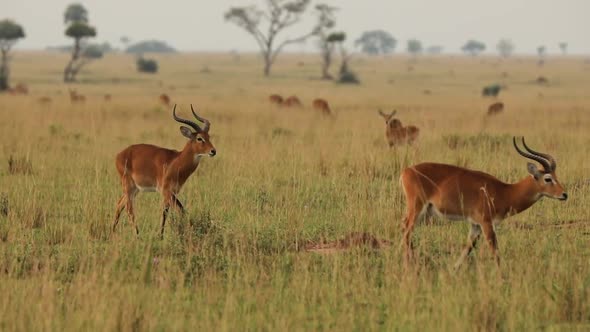 Slow Motion of Two Impalas Leaping in African Prairie