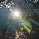 Shiny Sun in the Forest - VideoHive Item for Sale