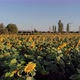 Growing Sunflowers in a Farmer&#39;s Field - VideoHive Item for Sale