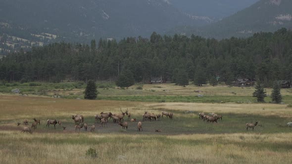 Heard of elk in field alt