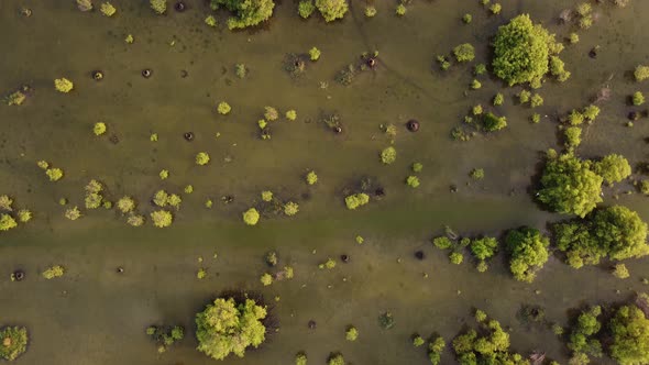 Aerial view young mangrove tree in swamp alt