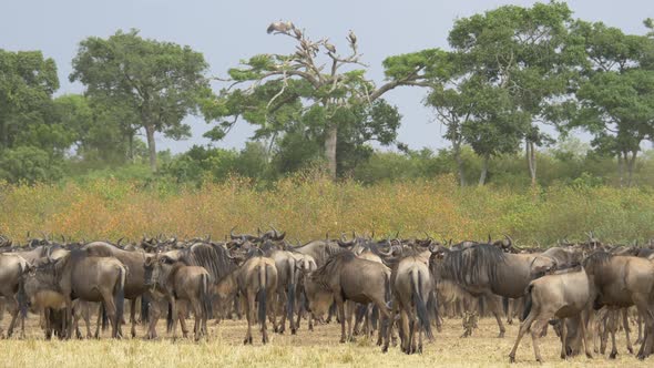 Herd of wildebeests in Masai Mara alt