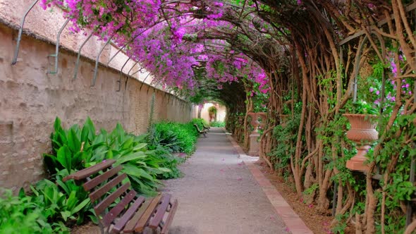 Beautiful Tunnel in a Park with Blooming Pink Spanish Bougainvillea Flowers alt