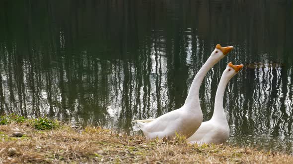 Two geese in front of a lake in Georgia alt