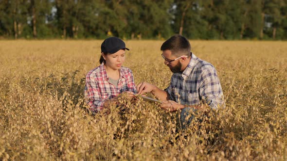 Farmers Works in a Chickpea Field Use Digital Tablet alt