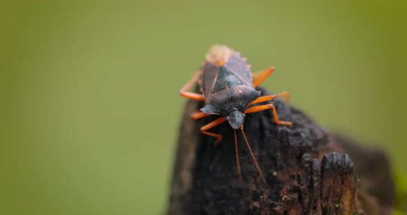 Forest Bug or Redlegged Shieldbug Pentatoma Rufipes Is a Species of Shield Bug alt