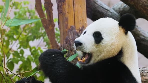 Panda Eating Grass Leaves In Zoo alt