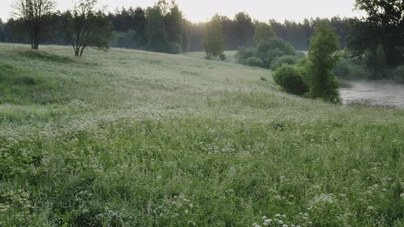 Flowering Meadow on a Summer Morning with Fog and Sun