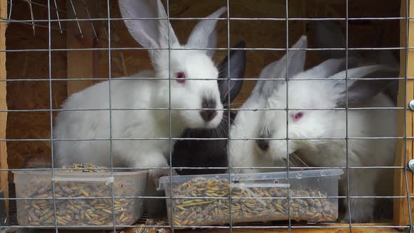 Small Cute White and Black Small Rabbits Eat