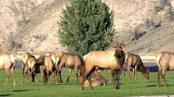 Bull Elk standing in grass as cow elk graze. alt