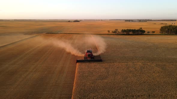 Aerial frontal view of a modern harvester-combine picking the stems, blades threshing gold barley at alt