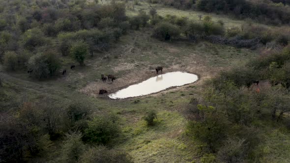 Man on a hill watches a european bison herd at a watering hole,Czechia. alt