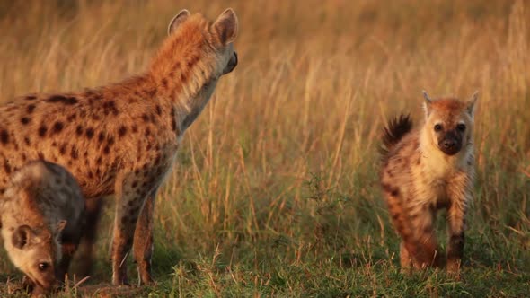 Hyena Family Playing