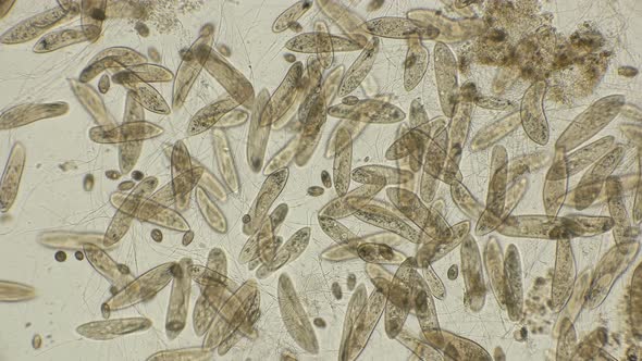 Big Colony Infusorium Paramécium Caudátum in Motion, Under a Microscope alt