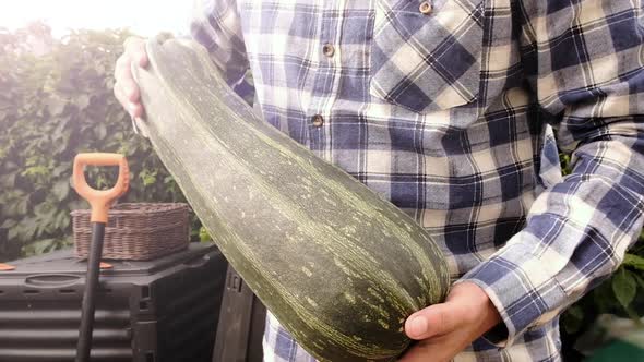 Farmers hold a large Large Ripe and Fresh organic bio Zucchini food background at