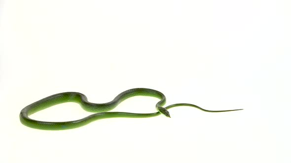 Rhinoceros Ratsnake or Rhynchophis Boulengeri. Also Known As Rhinoceros Snake, Rhino Rat Snake alt