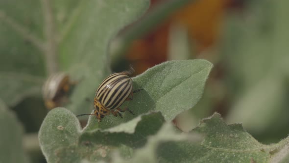 Two Colorado Striped Beetles  Leptinotarsa Decemlineata alt