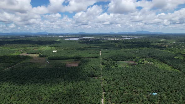 Aerial View of The Palm Oil Estates alt