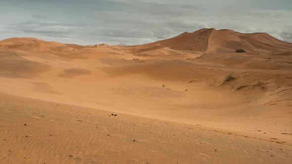 Merzouga Camel 01 alt