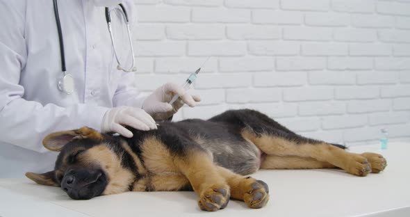 Male Veterinarian Doing Injection to Cute Sleepy Puppy alt