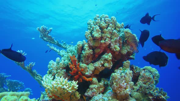 Underwater Fish Tropical Reef Marine alt